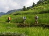 Trekking through paddy fields