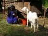 Girl with goats