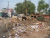 Agra street scene